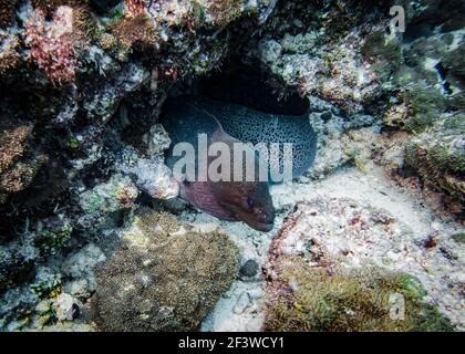 Writhing Moray Eel in fondo all'oceano Indiano Foto Stock