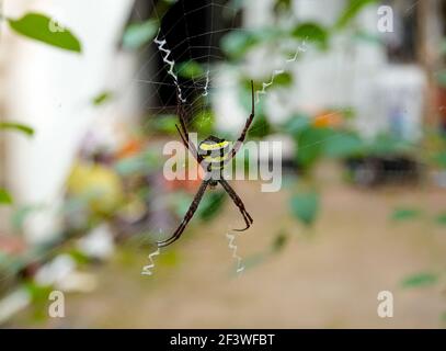 L'immagine macro del ragno orb-tessitore, ragno di scrittura, ragno di firma, ragno di giardino su una foglia verde bagnata con sfondo bokeh. Foto Stock