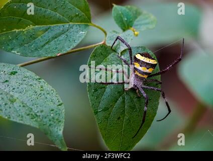 L'immagine macro del ragno orb-tessitore, ragno di scrittura, ragno di firma, ragno di giardino su una foglia verde bagnata con sfondo bokeh. Foto Stock