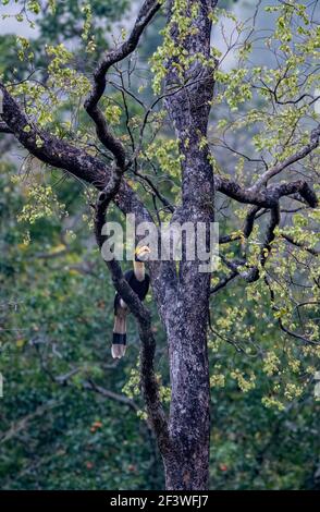 Il silenzio celestiale travolge le foreste. Il mistico e magico Ornbills flitter circa con grazia senza pari nel verde baldacchino!!! Foto Stock