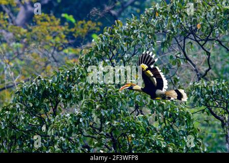 Il silenzio celestiale travolge le foreste. Il mistico e magico Ornbills flitter circa con grazia senza pari nel verde baldacchino!!! Foto Stock