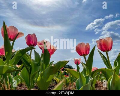 Bei tulipani rosa in un letto di fiori con cielo blu luminoso e nubi negativo spazio. Foto Stock