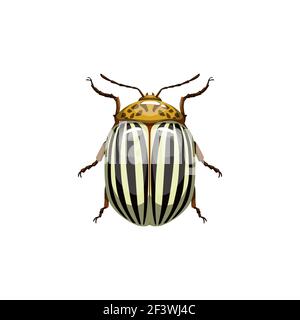 Colorado Beetle, insetto parassita insetto bug parassita controllo e agricoltura dissezione servizio, vettore isolato. Coleottero di patate del Colorado e parassita di verminio dentro Illustrazione Vettoriale