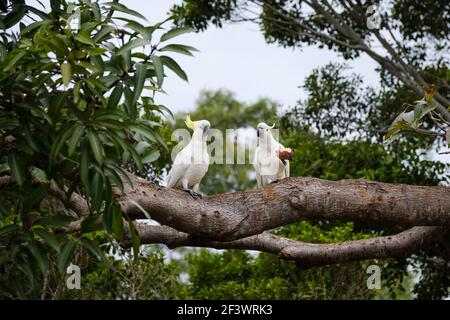 Due cockatoo scricchiati dallo zolfo in Australia di fronte alla telecamera dopo aver mangiato un frutto passionfruttato, tenuto nelle sue artigli. Foto Stock