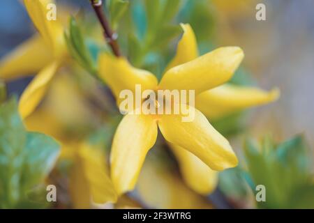 Beautiful yellow spring tree, blossoms of forsythia bush in garden. Springtime flowering tree Foto Stock