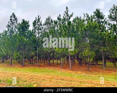 Augusta, GA USA - 02 11 21: Bellissimi pini verdi in file nel paese Foto Stock