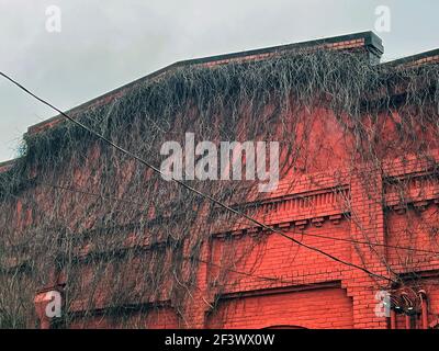 Augusta, GA USA - 02 11 21: Viti sopravite su un muro di mattoni rosso d'annata Foto Stock