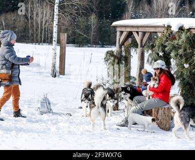 Ragazze che giocano con molti Husky durante l'inverno nella foresta. Foto Stock