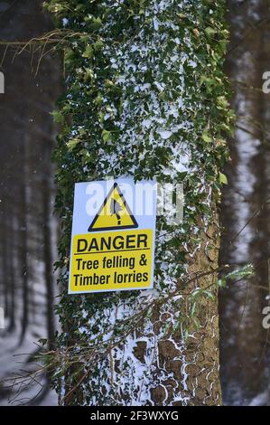 Bella vista verticale del segno di pericolo foresta albero abbattimento e. camion di legname su tronco di abete con neve e edera Foglie in Ticknock Forest Foto Stock