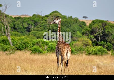 Il giovane Masai Giraffe (Giraffa camelopardalis tippelskirchi) nella Savanna africana. Masai Mara Game Reserve, Kenya Foto Stock