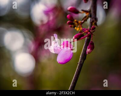 Judas in primavera. Dal ramo di un albero di Judas pendono un fiore di colore viola chiaro e un paio di gemme. Foto Stock