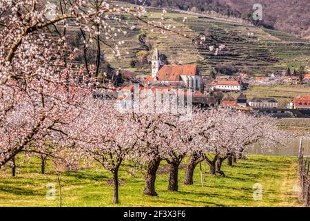 Frutteto di albicocche contro la chiesa nel villaggio di Spitz a Wachau, Austria Foto Stock