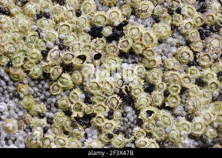 Acorn Barnacles esposti a basso tideSemibalanus balanoides Brough Head Orkney Continentale IN000916 Foto Stock