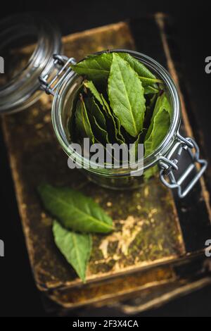 Foglie verdi fresche di alloro in vaso. Foto Stock