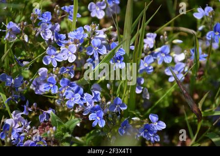 Forget Me Nots Foto Stock