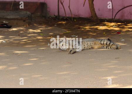 Primo piano di un gatto che giace nel cortile, india Foto Stock