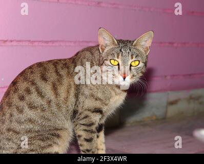 Primo piano Fotografia ritratto di un bellissimo gatto che guarda la fotocamera, india Foto Stock