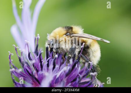 Great Yellow Bumblebee - feeding on flowerBombus distinguendus Orkney Mainland IN000931 Foto Stock