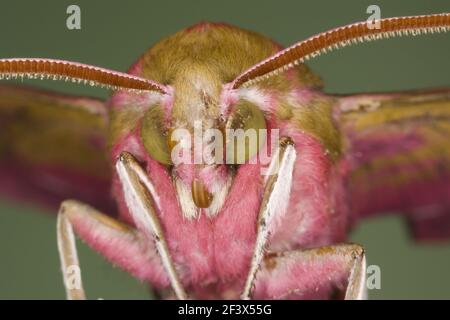 Elephant Hawk Moth Deilephila elpenor Essex, Regno Unito AL000937 Foto Stock