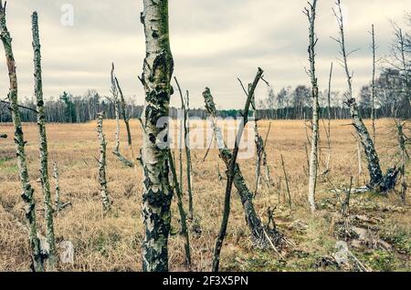 Triste paesaggio autunnale con prato, betulla malata e stub in terreno paludoso moor - immagine cross processed Foto Stock