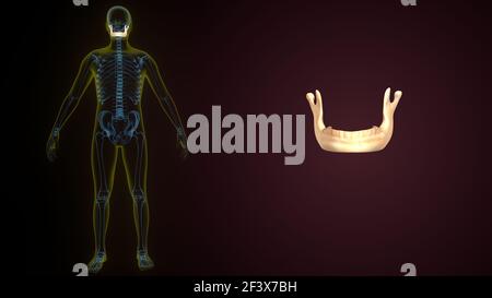 illustrazione 3d dell'anatomia ossea mandibola scheletro umano. Foto Stock