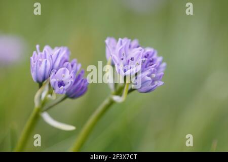 Squill di primavera - crescere nella prateria costiera Scilla verna Orkney Islands, Regno Unito PL002056 Foto Stock