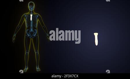 Illustrazione 3d dell'anatomia ossea dello scheletro umano . Foto Stock