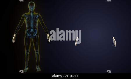 illustrazione 3d dell'anatomia ossea della mano scheletrica umana. Foto Stock
