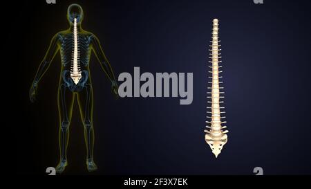 illustrazione 3d dell'anatomia ossea spinale dello scheletro umano. Foto Stock