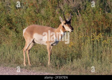Pringhorn Spetember 1st, 2018 Custer state Park, South Dakota Foto Stock