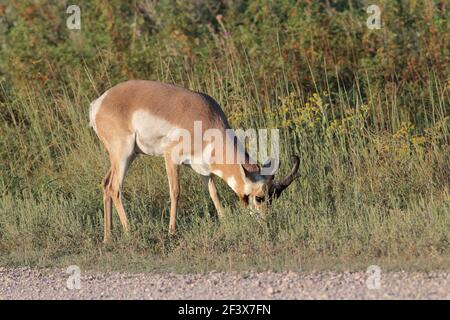 Pringhorn Spetember 1st, 2018 Custer state Park, South Dakota Foto Stock