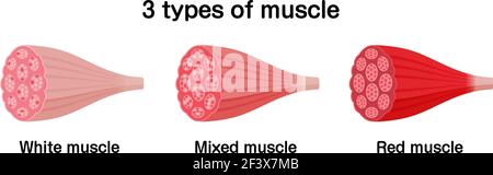 3 tipi di muscolatura (muscolatura bianca, mista e rossa). Illustrazione Vettoriale