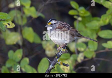 White-Throated Sparrow 12 ottobre 2020 Lincoln County, South Dakota Foto Stock