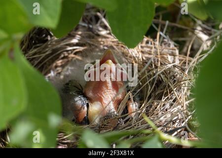 Cowbird a testa marrone giovane in un nido di Chipping Sparrow. Ci erano due bambini del passero di Chipping nel nido ad un punto anche. Ma il più grande bruno-heade Foto Stock