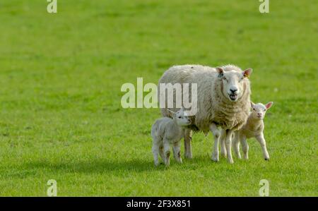 Una croce di Texel pecora con i suoi due agnelli neonati in Springtime. Rivolto in avanti in un prato verde. Gli agnelli rimangono vicino alla loro mamma. Concetto: L. Di una madre Foto Stock
