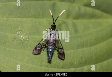 Lesser Viburnum Clearwing Moth (Synanthedeon fatifera) 21 Giugno 2020 Brandon, South Dakota Foto Stock