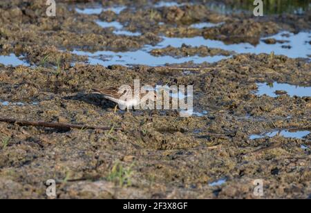 Pettorale Sandpiper 9 agosto 2020 Minnehaha County, South Dakota Foto Stock