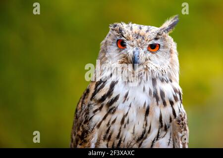 Bellissimo scatto di un uccello di preda - grande aquila OWL.(Bubo bubo sibiricus) Foto Stock