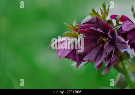 Fiori di primavera di Natale o di ellebore che si posizionano in semi shade.Christmas rose o Lenten hellebore o Snow Rose. Regine di Helleborus orientalis Foto Stock