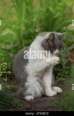 Un gattino delizioso leccano le zampe dopo il pasto in una soleggiata giornata estiva. Zampa di riposo e leccatura per animali domestici sullo sfondo della natura. Il gatto si lava leccando i capelli Foto Stock