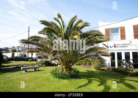 Perranporth, Cornovaglia, 18 marzo 2021, Sunshine su un grande albero di palma in Perranporth, Cornovaglia.Credit: Keith Larby/Alamy Live News Foto Stock