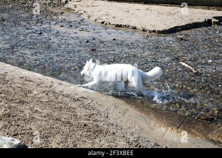 Perranporth, Cornovaglia, 18 marzo 2021, un cane in acqua in Perranporth, Cornovaglia su una Sunny day.Credit: Keith Larby/Alamy Live News Foto Stock