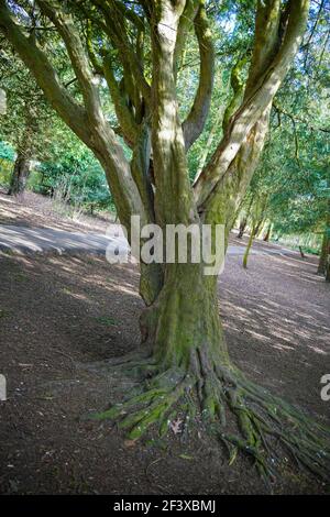 Albero di Yew, tassi antichi, alberi iconici, proprietà importanti, trattamento del cancro, usi medici, precodati cristianesimo, culto pagano, tassi inglesi, druidi. Foto Stock