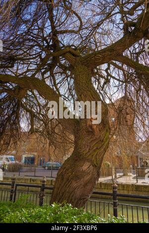 willows, rametti pieghevoli, basketry, mobili, rametti flessibili, willow tree, vimini, garzature, ricci, materiale di cesto, ardesio, vecchio salice, albero. Foto Stock