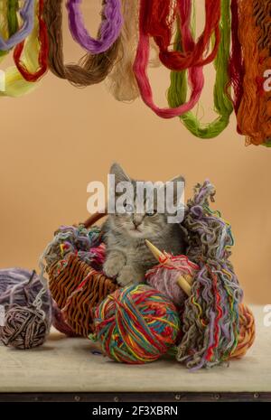 Gattino che gioca con palle di lana. Giocoso carino gattino gatto masticare palla di fili. Gatto che gioca con una palla di filo in vari colori Foto Stock