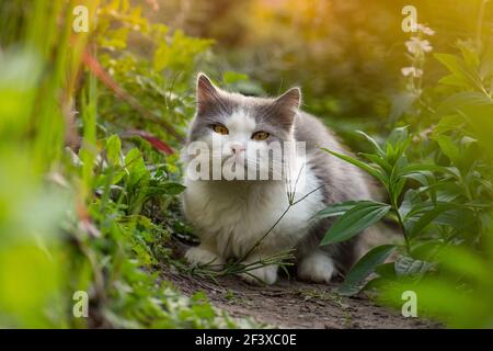Gatto allegro che giace tra i fiori in primavera. Ritratto di felice giovane gatto in giardino all'aperto. Gatto sdraiato attraverso un cerotto di fiori. Foto Stock