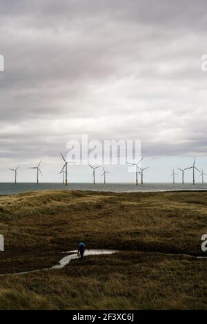 Una persona, forse un pickle picker che cammina indietro attraverso le dune di sabbia dalla spiaggia, con la fattoria di vento offshore in background. Foto Stock