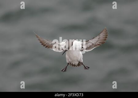 Guillemot - Arrivando a terra sulle scogliere di allevamento Uria aalge Fowlsheugh riserva RSPB Grampian, UK BI009995 Foto Stock