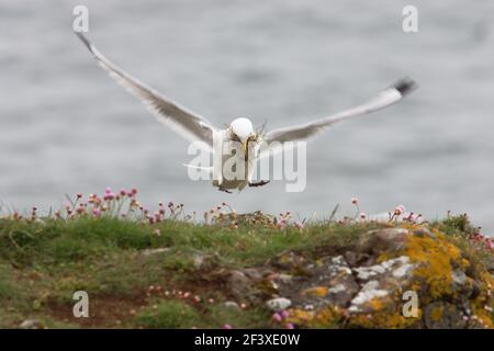 Kittiwake - Coming in to land with nesting materialLarus tridactyla Fowlsheugh RSPB Reserve Grampian, UK BI010050 Stock Photo