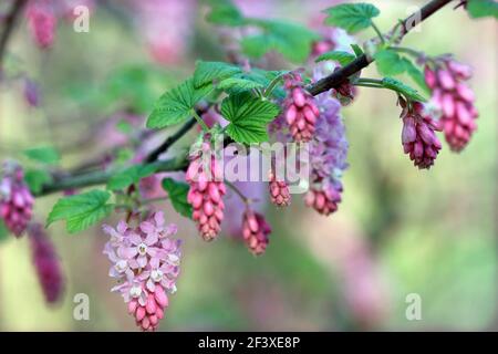 Ribes sanguineum (latino per rosso sangue). Un unico stelo di fiori appesi. Foto Stock